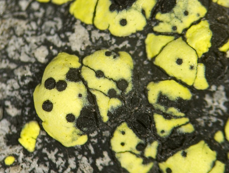 Muellerella pygmaea
