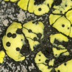 Muellerella pygmaea