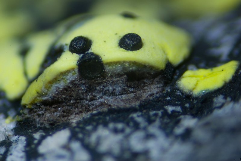 Muellerella pygmaea