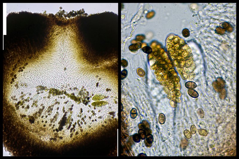 Muellerella pygmaea