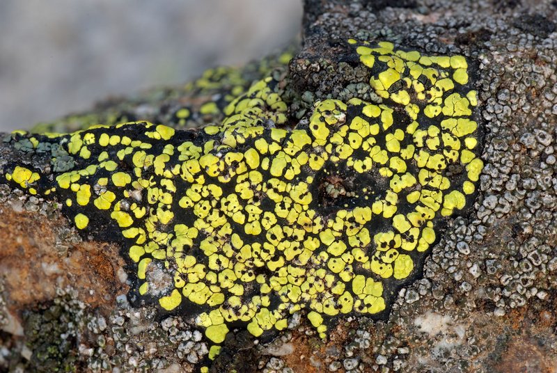 Muellerella pygmaea