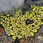 Muellerella pygmaea