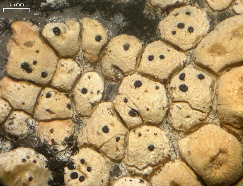 Muellerella pygmaea