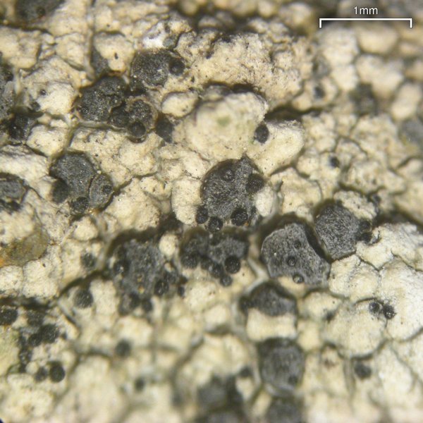 Muellerella pygmaea