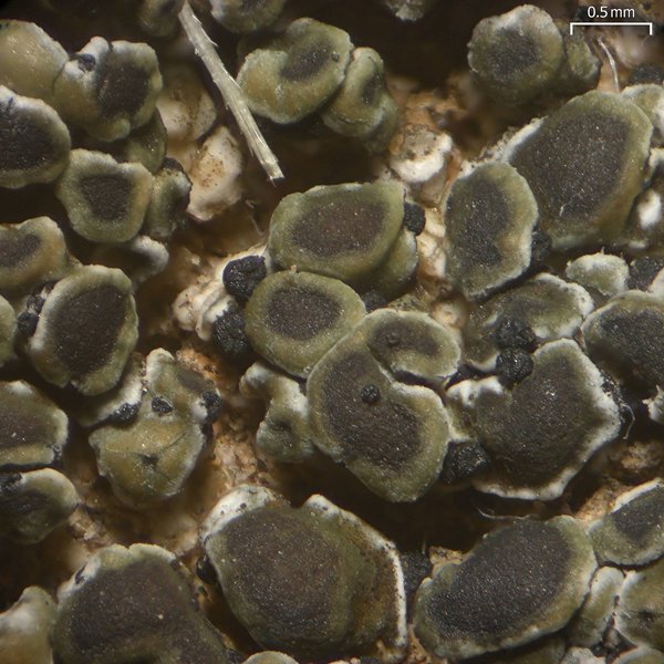 Muellerella pygmaea