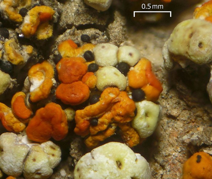 Muellerella pygmaea