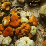 Muellerella pygmaea