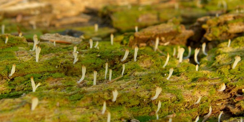 Multiclavula mucida