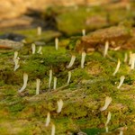 Multiclavula mucida