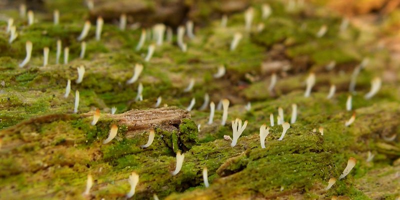 Multiclavula mucida