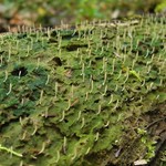 Multiclavula mucida