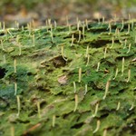 Multiclavula mucida