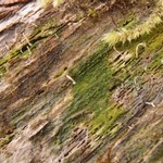 Multiclavula mucida
