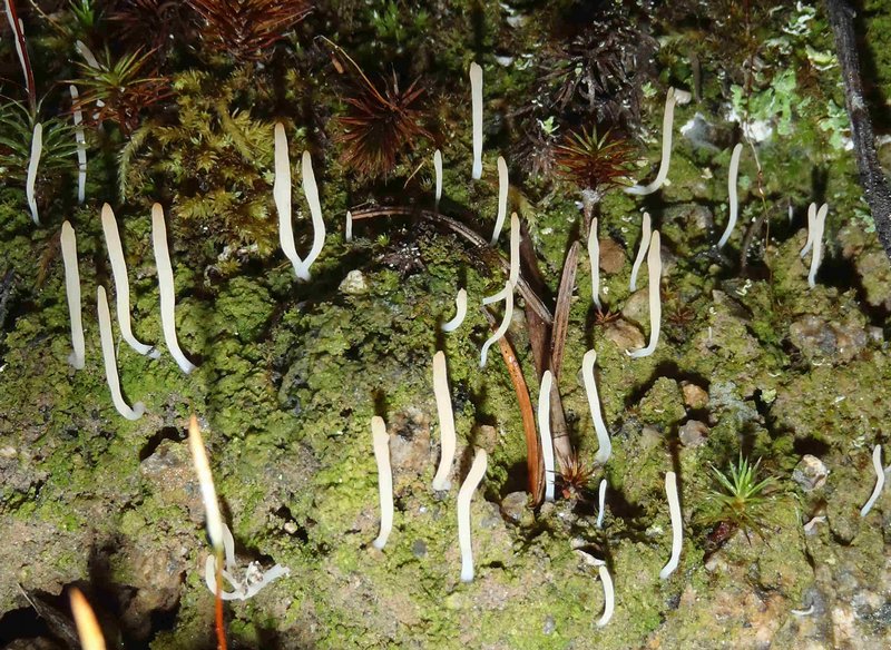 Multiclavula vernalis