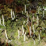 Multiclavula vernalis