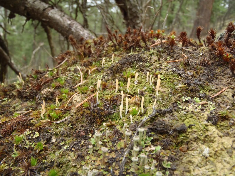 Multiclavula vernalis