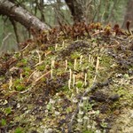 Multiclavula vernalis