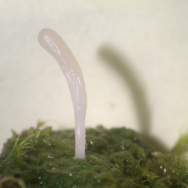 Multiclavula vernalis