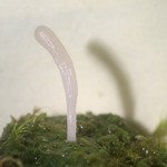 Multiclavula vernalis
