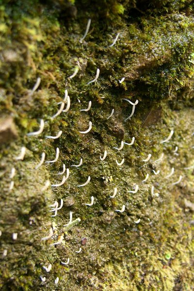 Multiclavula vernalis
