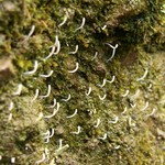 Multiclavula vernalis