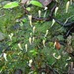 Multiclavula vernalis