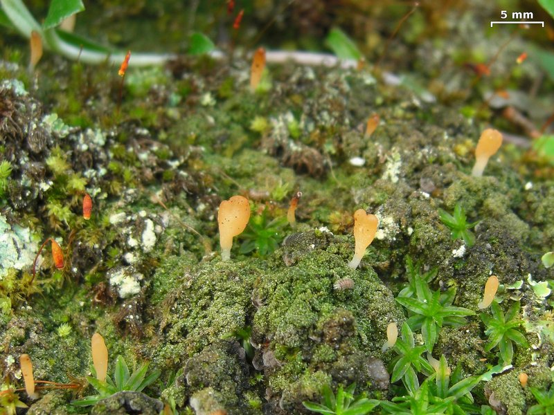 Multiclavula vernalis
