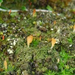 Multiclavula vernalis