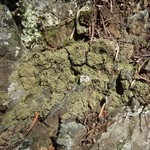 Mycobilimbia berengeriana