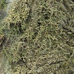 Mycobilimbia carneoalbida
