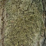 Mycobilimbia carneoalbida