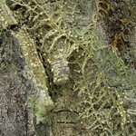Mycobilimbia carneoalbida