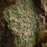 Mycobilimbia carneoalbida