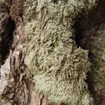 Mycobilimbia carneoalbida