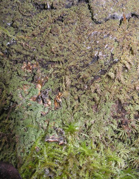 Mycobilimbia epixanthoides