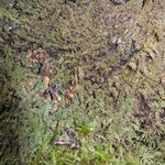 Mycobilimbia epixanthoides