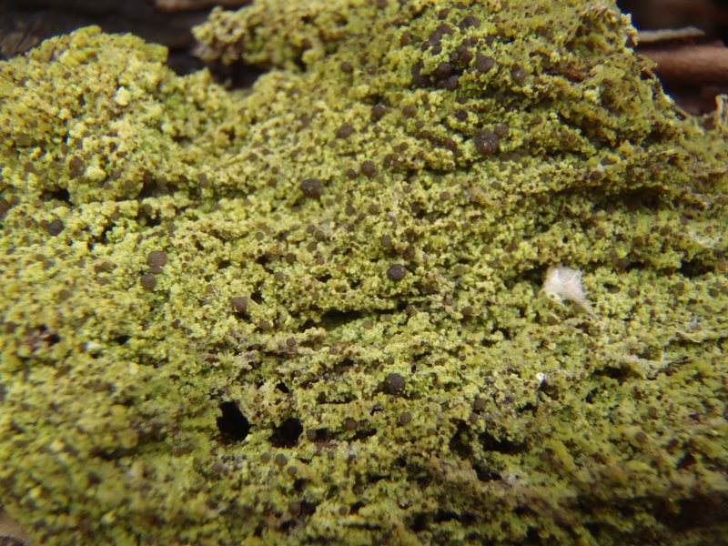 Mycobilimbia epixanthoides