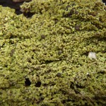Mycobilimbia epixanthoides