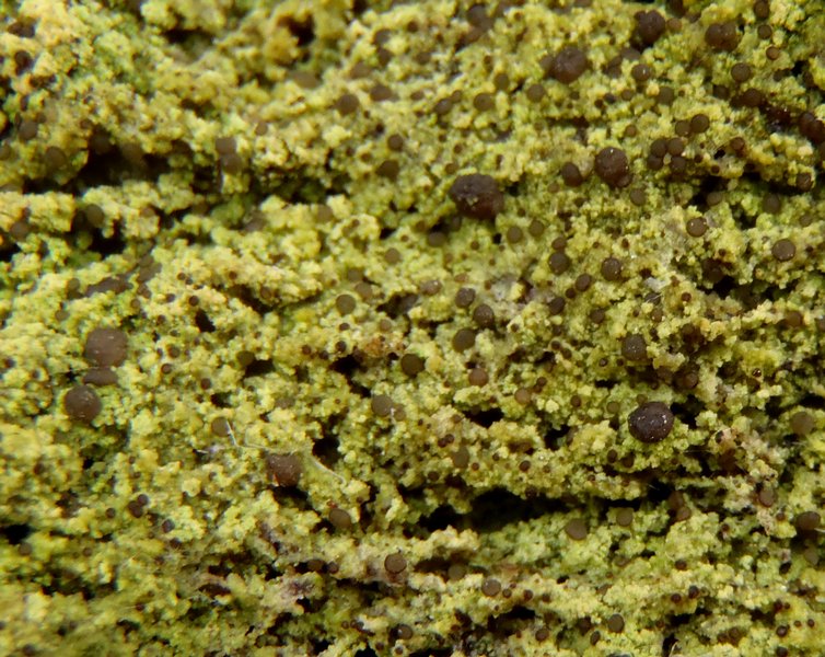 Mycobilimbia epixanthoides