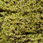 Mycobilimbia epixanthoides