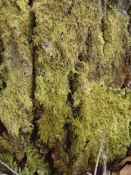Mycobilimbia epixanthoides