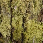 Mycobilimbia epixanthoides
