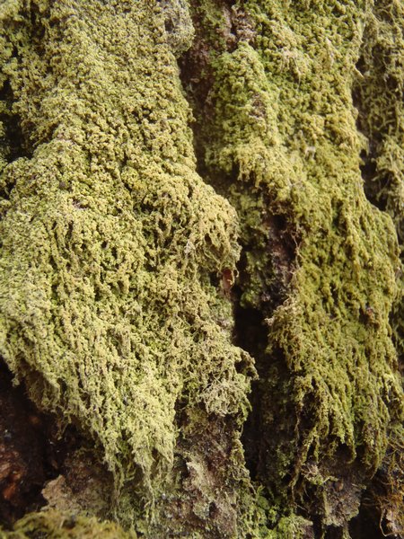 Mycobilimbia epixanthoides