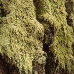 Mycobilimbia epixanthoides