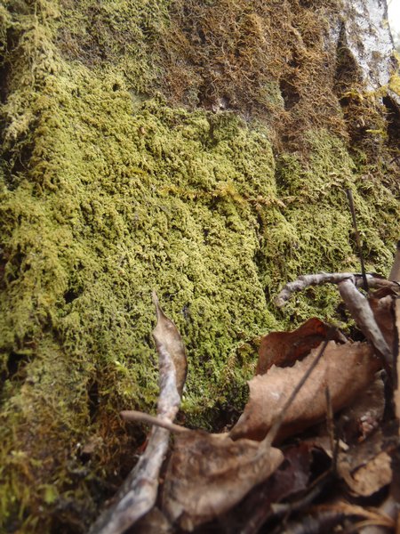 Mycobilimbia epixanthoides