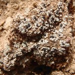Myxobilimbia lobulata