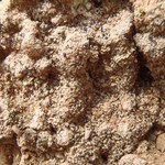 Myxobilimbia lobulata