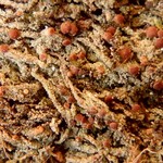 Mycobilimbia pilularis