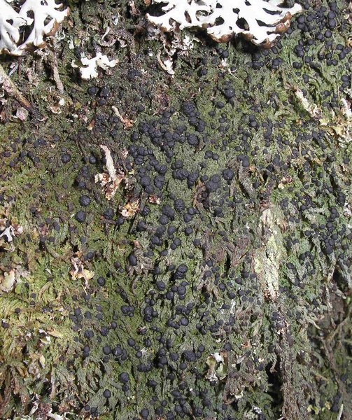 Mycobilimbia tetramera
