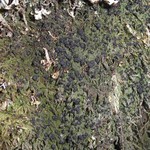 Mycobilimbia tetramera
